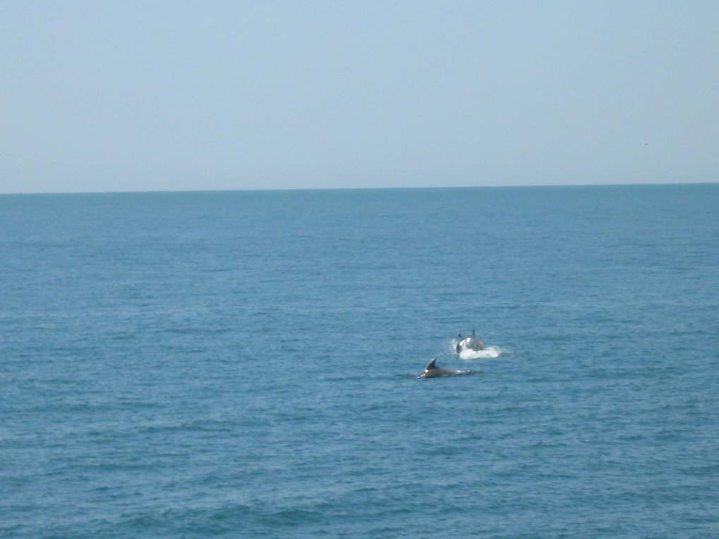 Дельфины. Увидеть этих млекопитающих находясь на пляже - обычное дело.